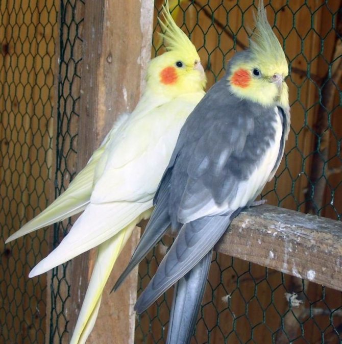 Сколько живут попугаи кореллы в домашних условиях