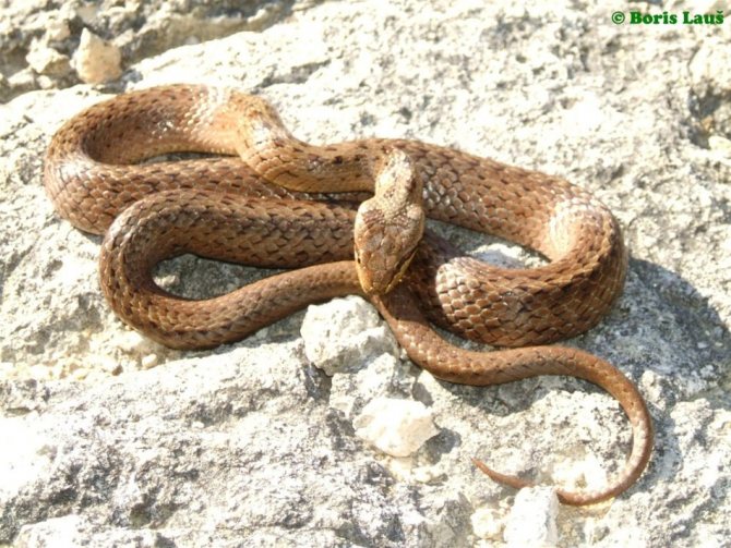 Коричневая