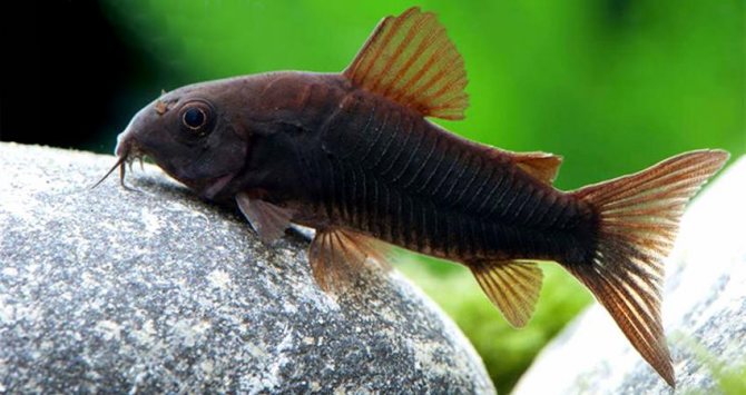 Коридорас венесуэла блэк (C. Black Venezuela / schultzei) черная форма