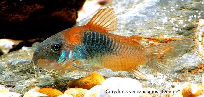 Коридорас венесуэла оранж (Corydoras venezuelanus) внешний вид 2.