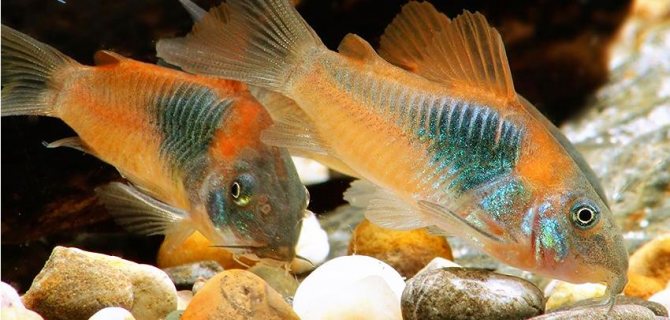 Коридорас венесуэла оранж (Corydoras venezuelanus) внешний вид 3.