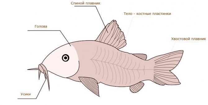Коридорасы: описание, правила содержания, совместимость, разведение