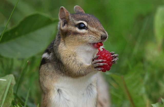 Как ухаживать за бурундуком