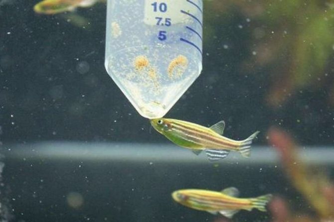 Инфузория туфелька: просто и понятно о ее строении, питании, размножении