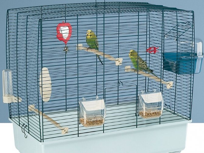 Попугай чех: описание породы