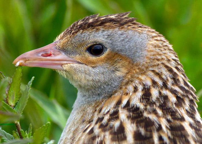 коростель звучит