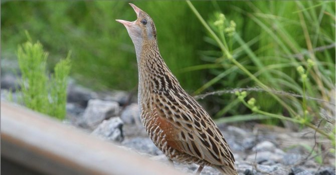 наземная железная дорога