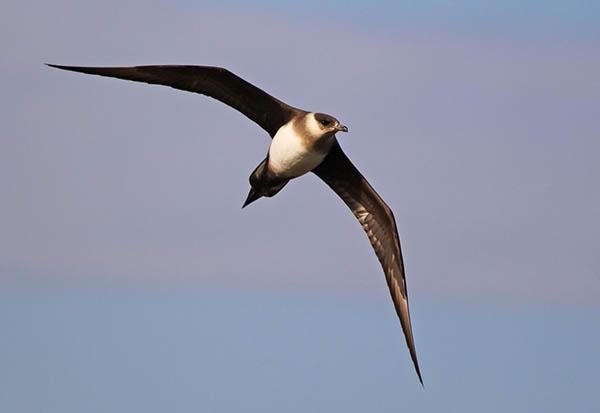 Короткохвостый поморник (Stercorarius parasiticus) — Птицы Европейской части России