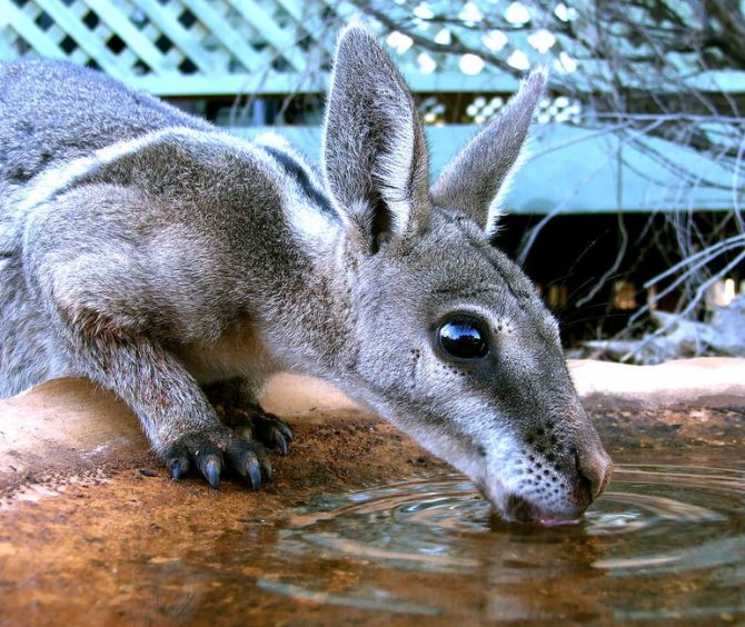 Изображение кенгуру с короткими когтями