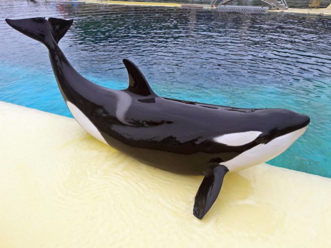 косатка Orcinus orca