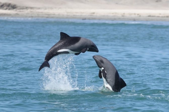 Дельфин-белобочка - самый обыкновенный дельфин?