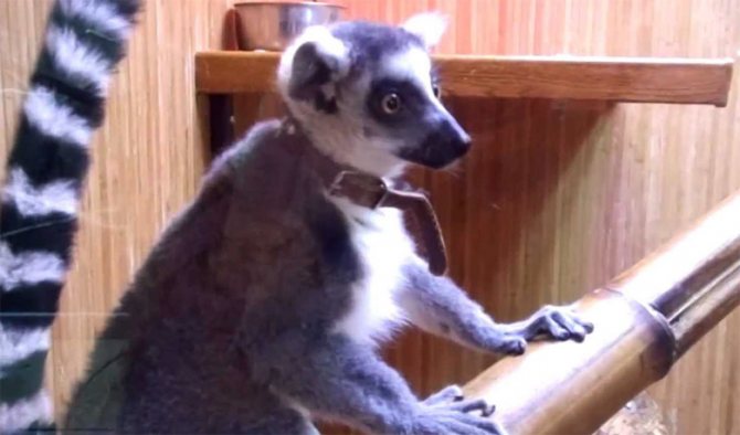 Лемур лори