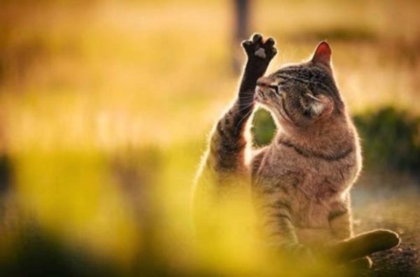 Кошка будет вылизывать каждый сантиметр тела, пока полностью не высохнет