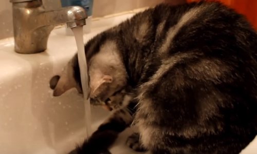 Почему кошки не переносят водные процедуры