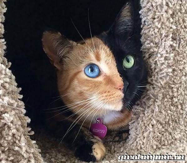 Кошка-Венера-Особенности-красота-и-фото-двуликой-кошки-Венеры-5