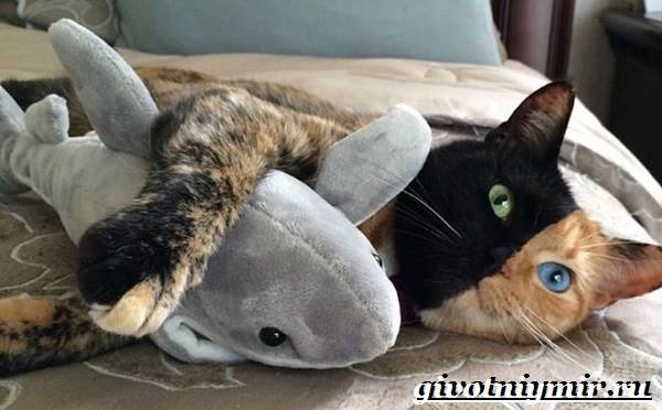 Кошка-Венера-Особенности-красота-и-фото-двуликой-кошки-Венеры-7