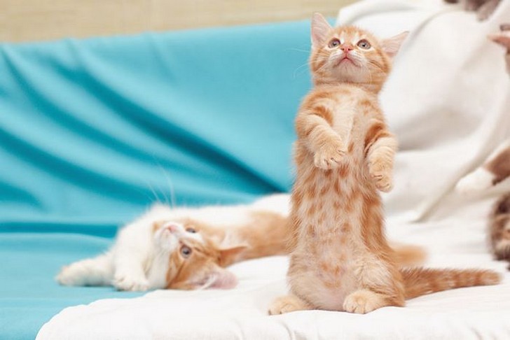 Самые ласковые породы кошек