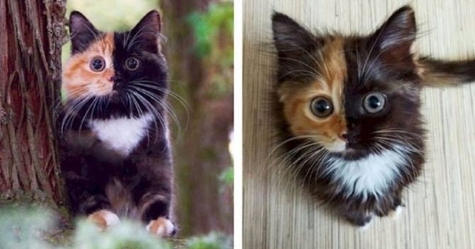 Кошка Венера