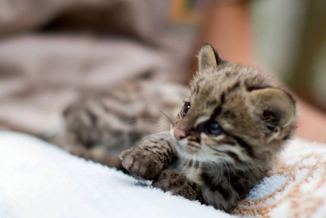 Дикая кошка онцилла: описание внешности и характера, ареал обитания и образ жизни, размножение и численность вида