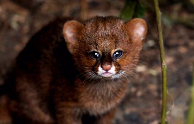 котенок ягуарунди