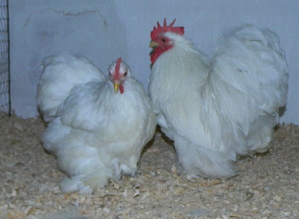 Описание породы кур кохинхины: голубые, черные, мраморные, белые, палевые