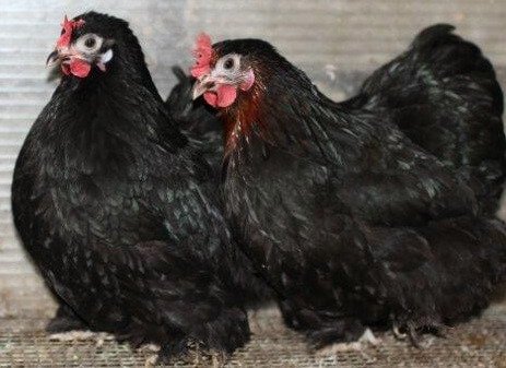 Описание породы кур кохинхины: голубые, черные, мраморные, белые, палевые