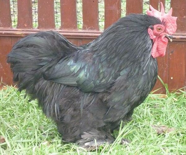 Описание породы кур кохинхины: голубые, черные, мраморные, белые, палевые