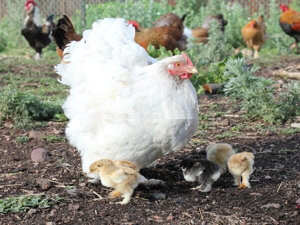 Описание породы кур кохинхины: голубые, черные, мраморные, белые, палевые