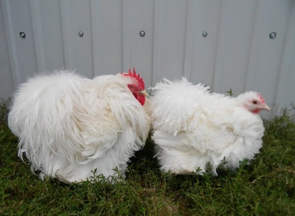 Описание породы кур кохинхины: голубые, черные, мраморные, белые, палевые