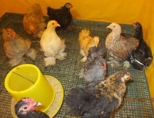 Описание породы кур кохинхины: голубые, черные, мраморные, белые, палевые