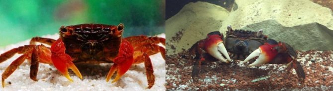 Красный мангровый краб: описание, содержание и разведение
