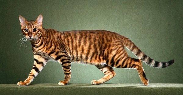 Красавец Тойгер на зеленом фоне