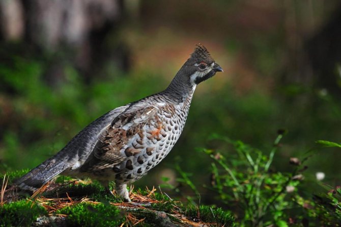 Красивый рябчик