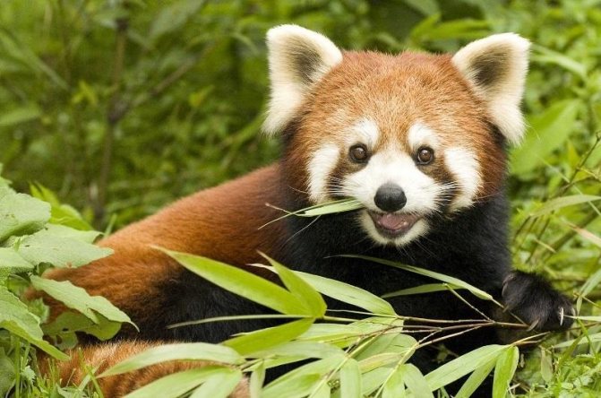 Красная панда: описание животного, особенности, виды, среда обитания