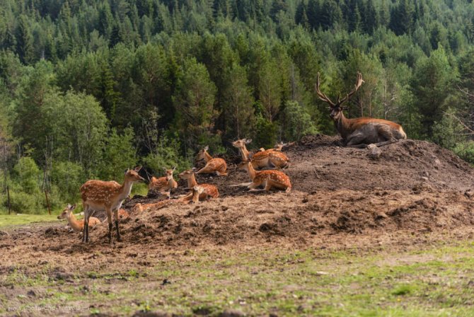 красная книга