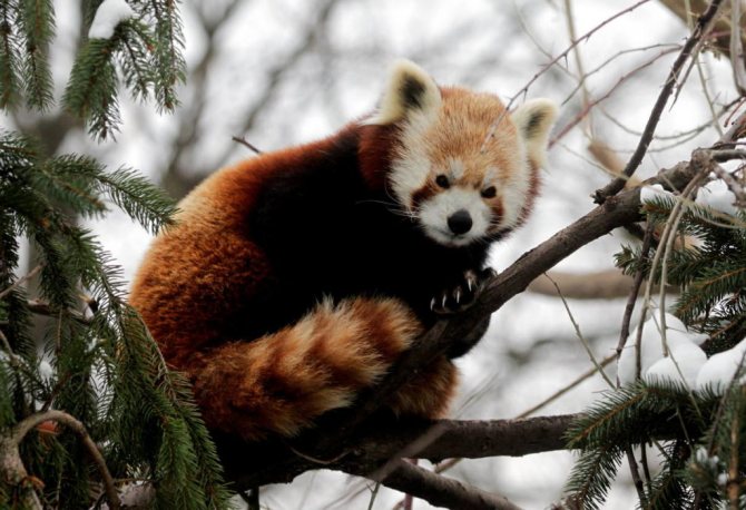 Красная панда: описание, виды, цвета, где обитает, чем питается, интересные факты