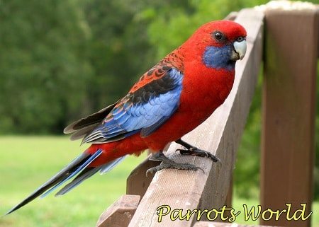 Красная розелла