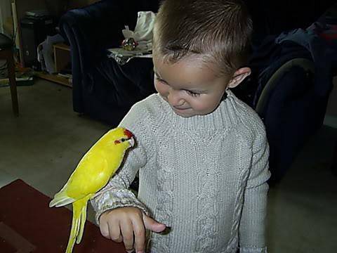 краснолобый какарик