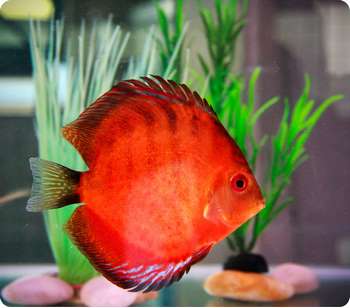 Красный дискус