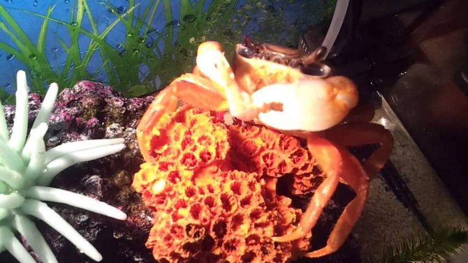 Красный мангровый краб: описание, содержание и разведение