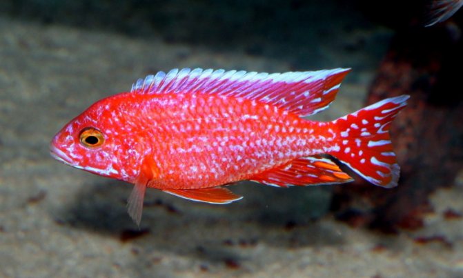 Аулонокара: содержание, совместимость, разведение, виды