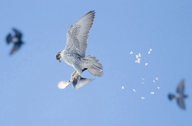 Кречет на охоте