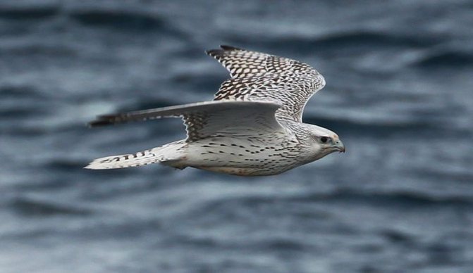 Кречет над морем