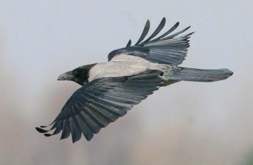 Описание вороны, функции, выбор, виды, питание, образ жизни