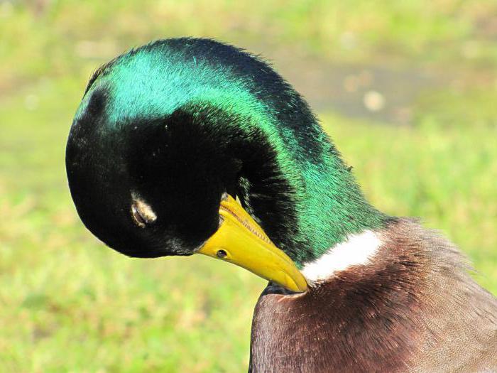 крохаль съедобный