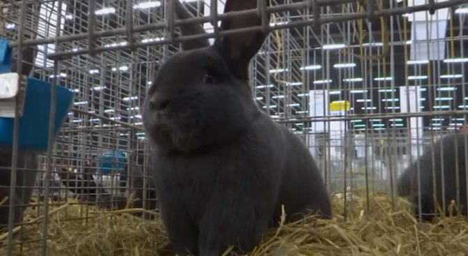 Кролики Венский голубой описание породы