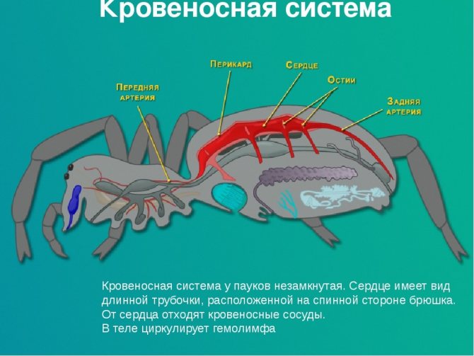 Кровеносная система паука