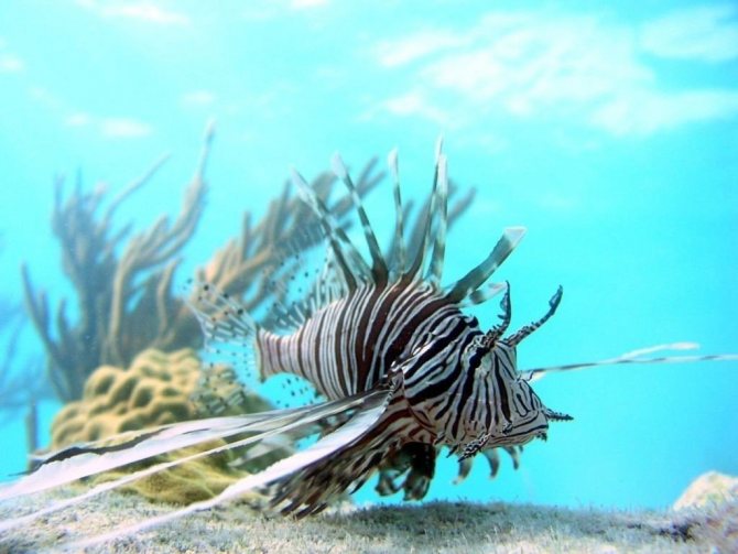 Крылатка или рыба-зебра