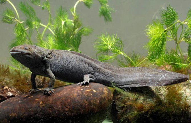Аксолотль и амбистома: различия и как превращается во взрослую особь
