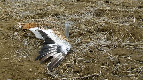 Крымская дрофа. Дрофы в Крыму. Добро пожаловать.